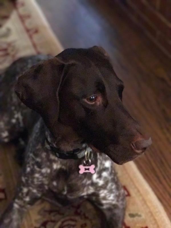 /images/uploads/southeast german shorthaired pointer rescue/segspcalendarcontest2019/entries/11578thumb.jpg